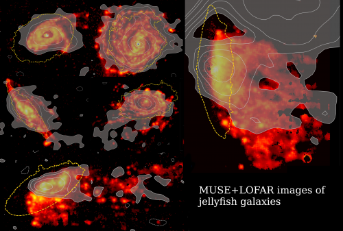 Unveiling the physics of ram pressure stripping- New insights from GASP jellyfish galaxies